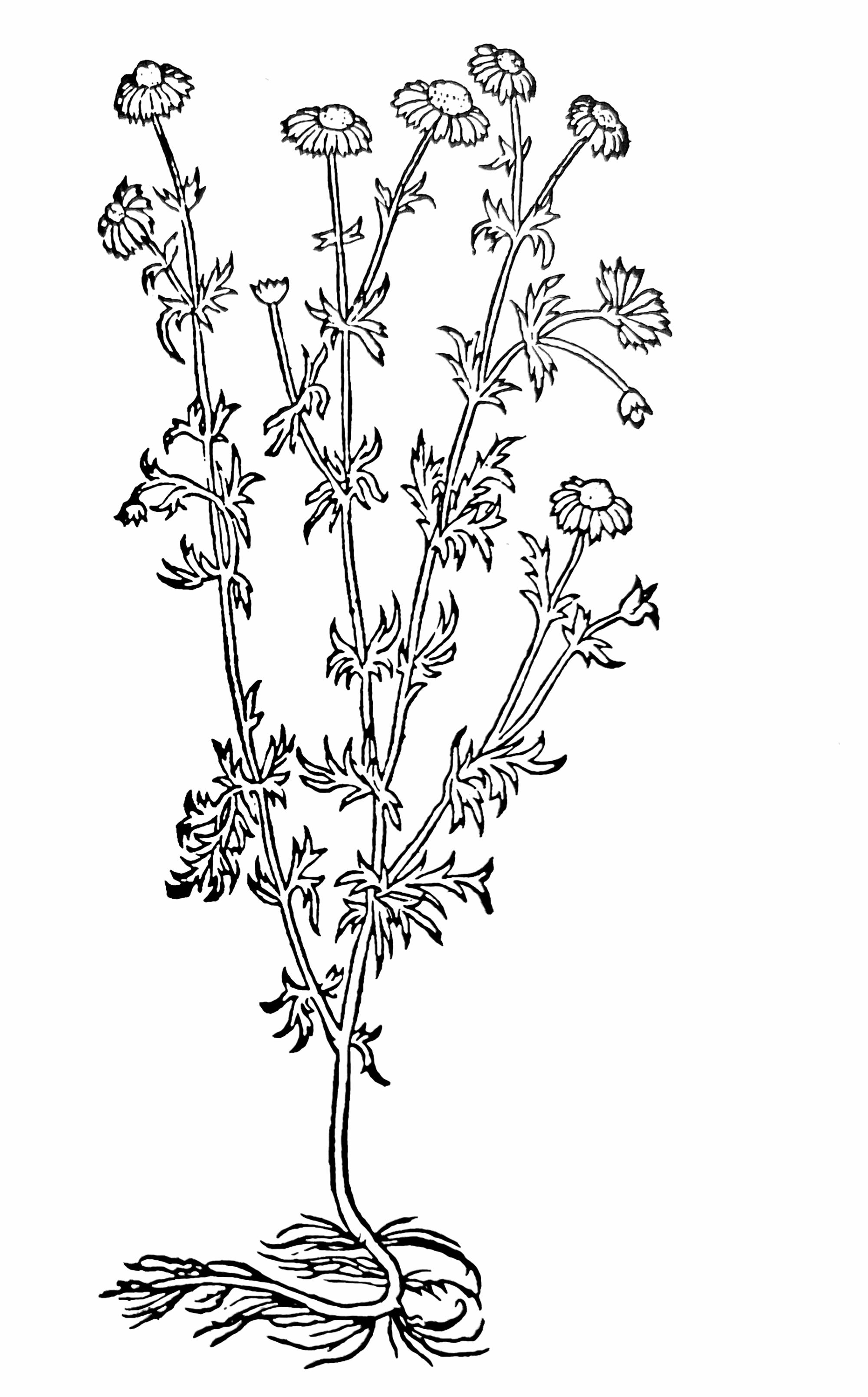 Das Krottenkraut, dem man alles zutraut (Chamomilla recutita).  Holzschnitt von Hieronymus Bock, 1577